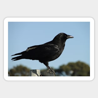 San Francisco Crow Sticker